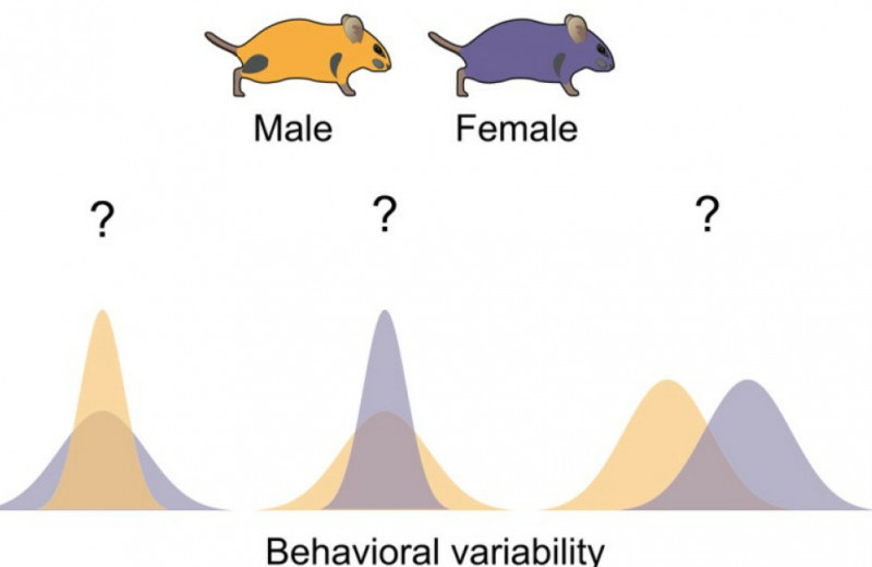 Самцы мышей повели себя спонтаннее самок