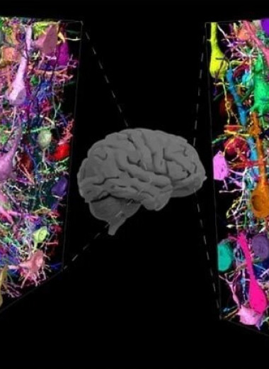 Нейробиологи показали, чем мозг человека отличается от мозга мыши: наш мозг умеет тормозить