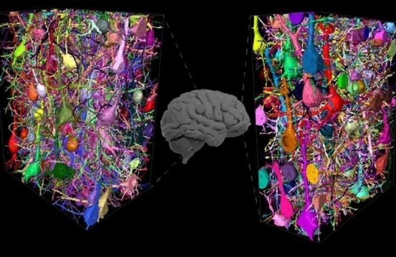 Нейробиологи показали, чем мозг человека отличается от мозга мыши: наш мозг умеет тормозить