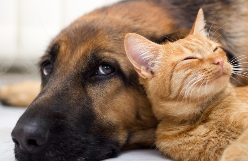 Основной инстинкт: почему кошки не ладят с собаками