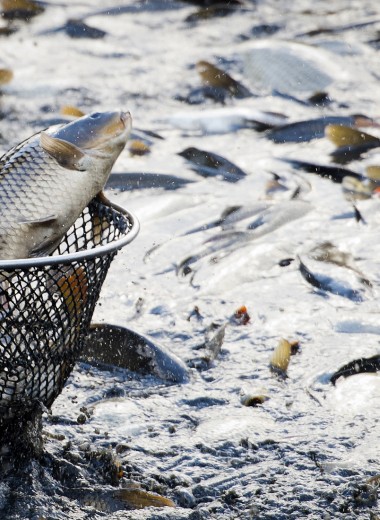 Бизнес против экологии. Чем опасна искусственно выращенная рыба