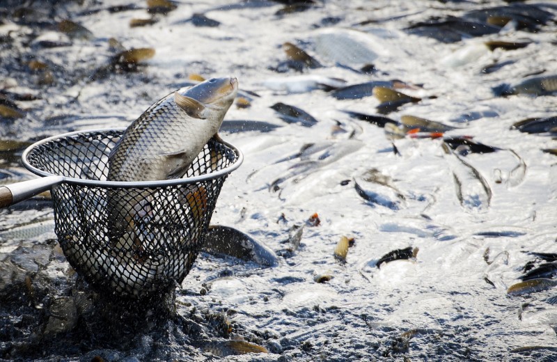 Бизнес против экологии. Чем опасна искусственно выращенная рыба