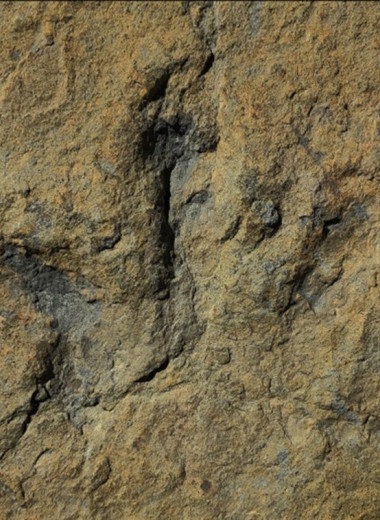 Тероподы-спринтеры: найдены следы динозавра, который бегал со скоростью 12 м/с