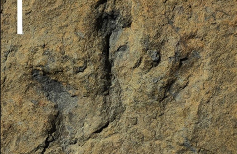 Тероподы-спринтеры: найдены следы динозавра, который бегал со скоростью 12 м/с
