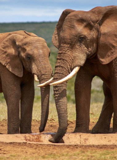 7 удивительных фактов об интеллекте слонов