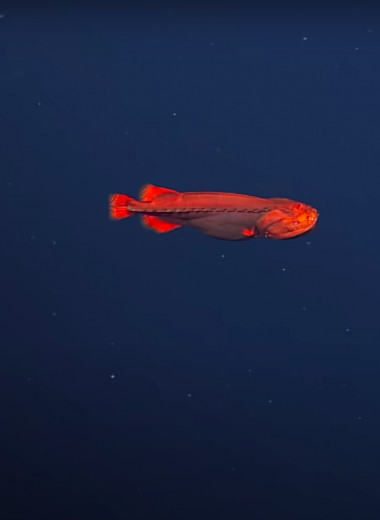 В водах Калифорнии заметили рыбу-оборотня. Она сто лет морочила ученых