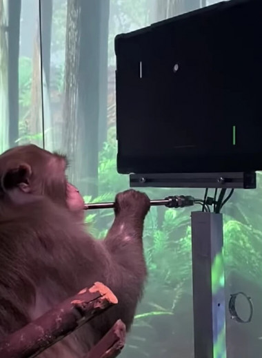 Компания Илона Маска вживила в мозг обезьяны чип, чтобы та смогла сыграть в видеоигру силой мысли