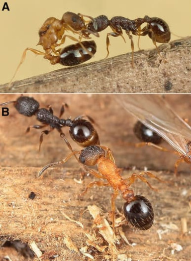 Энтомологи обнаружили вид муравьев без самцов и рабочих особей