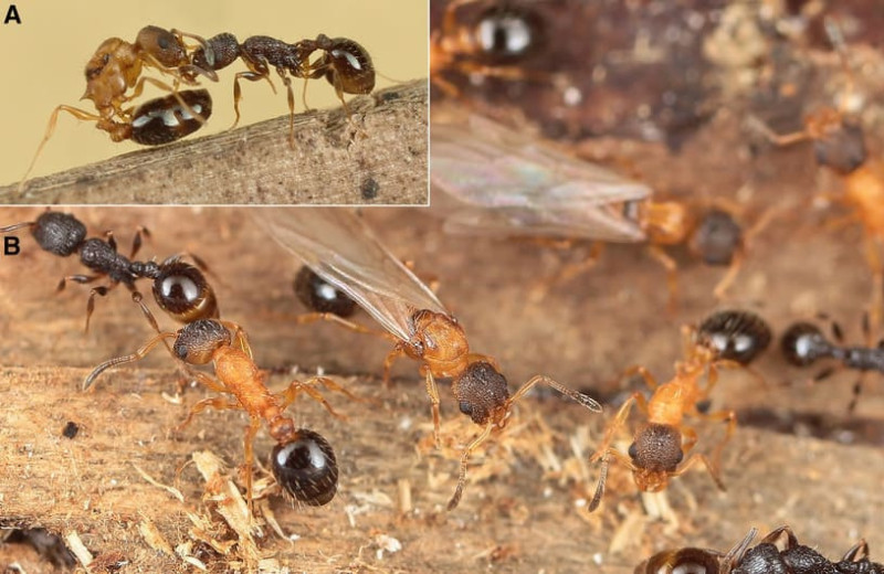 Энтомологи обнаружили вид муравьев без самцов и рабочих особей