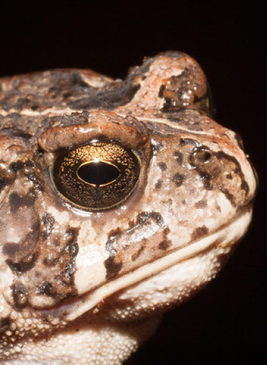 Сто лет островной жизни уменьшили размеры африканских жаб