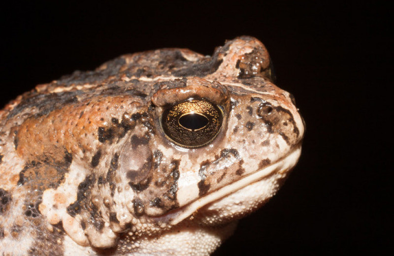 Сто лет островной жизни уменьшили размеры африканских жаб