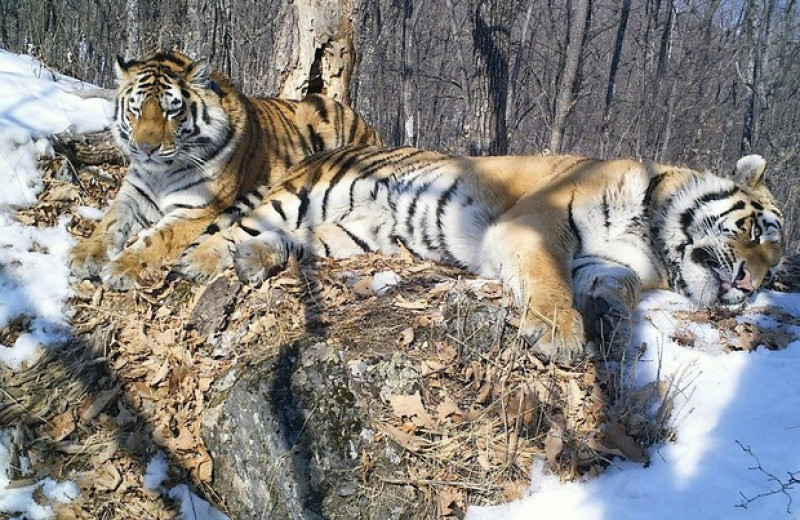 Вакцинация спасет амурских тигров от чумки