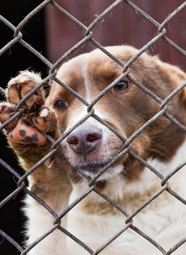 84% приютов для животных в России являются частными организациями