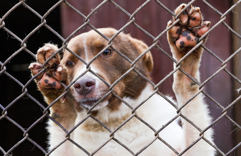 84% приютов для животных в России являются частными организациями