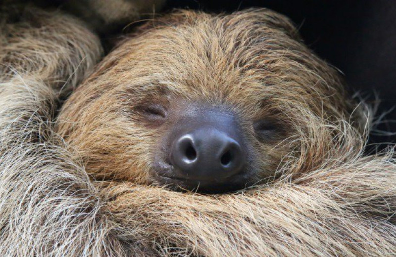 10 невероятных фактов о ленивцах