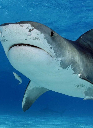 Почему акула выплевывает свой желудок и не умирает?