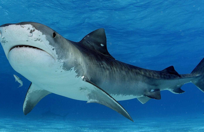 Почему акула выплевывает свой желудок и не умирает?