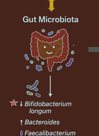 У детей с мигренью обнаружили снижение числа бифидобактерий в кишечнике