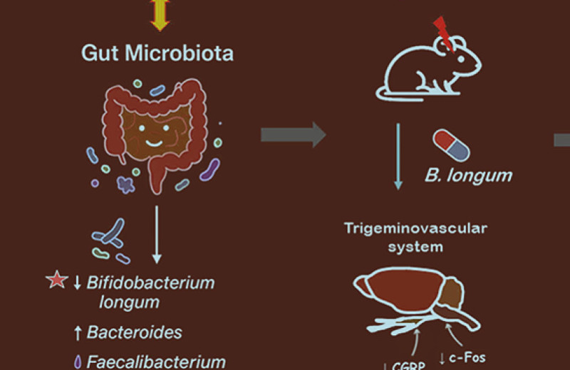 У детей с мигренью обнаружили снижение числа бифидобактерий в кишечнике