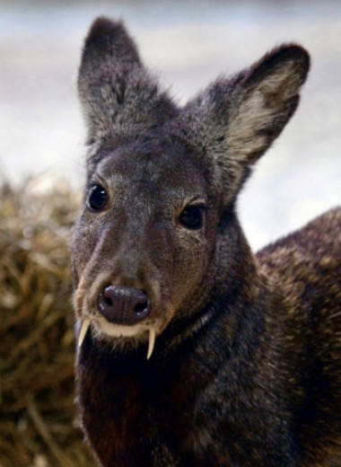 Саблезубый олень с копытами: 7 интересных фактов о редком животном