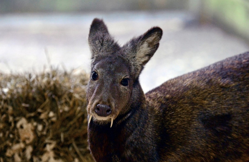 Саблезубый олень с копытами: 7 интересных фактов о редком животном