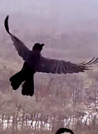 Ворона ругается на тигра: видео из приморского нацпарка