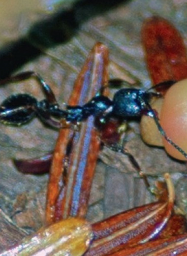 Интерес муравьев к галлам указал на конвергенцию между орехотворками и мирмекохорными растениями