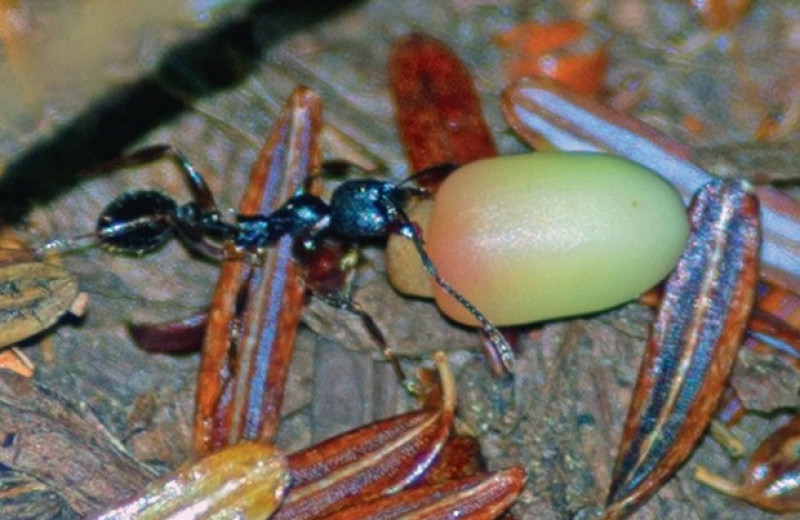 Интерес муравьев к галлам указал на конвергенцию между орехотворками и мирмекохорными растениями
