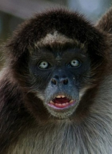Паукообразные обезьяны повторили мимику сородичей во время игры