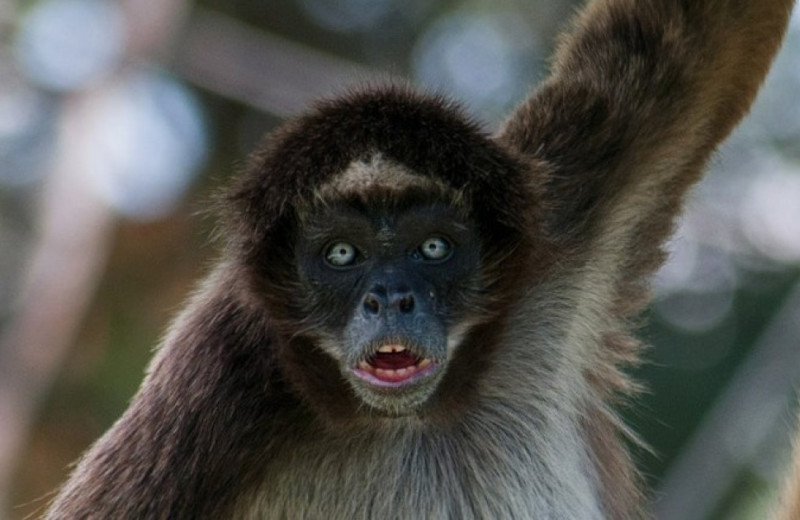 Паукообразные обезьяны повторили мимику сородичей во время игры