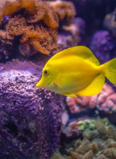 Почему рыбы трутся о камни в аквариуме