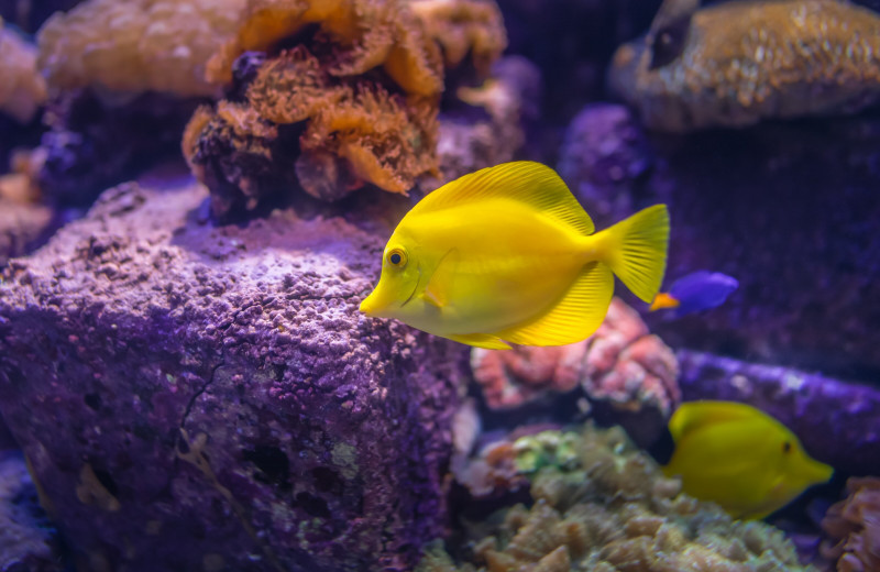 Почему рыбы трутся о камни в аквариуме