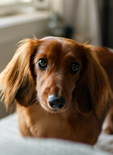 Собаки с вытянутыми мордочками живут дольше коротконосых пород