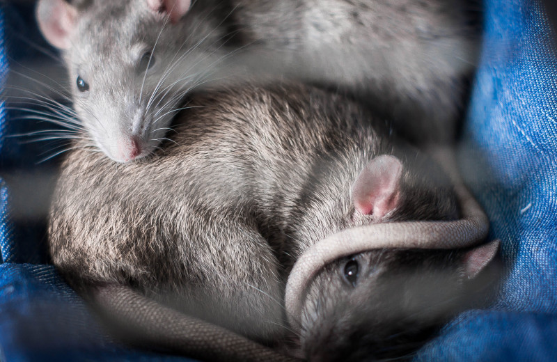 Что такое «биоэтика», и зачем ученые просят разрешение для проведения опытов на крысах
