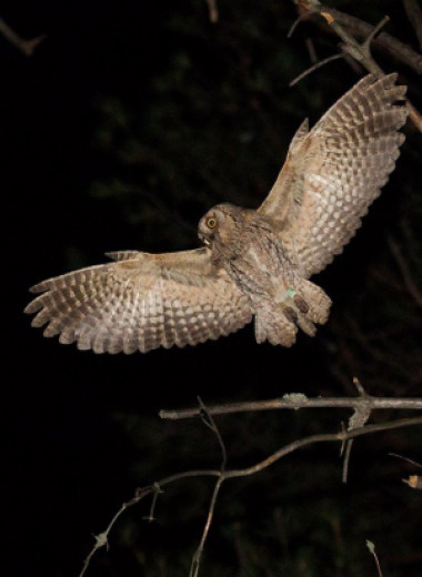 10 фотографий ночных птиц – и это не только совы!