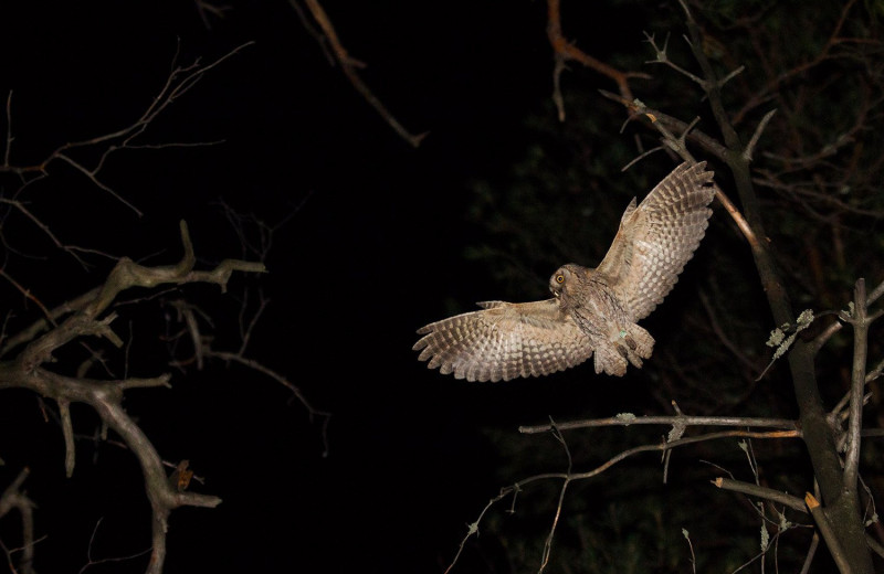 10 фотографий ночных птиц – и это не только совы!