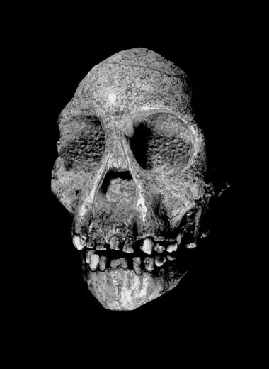 Загадка хоббита: какую историю рассказал череп жившего миллион лет назад «человека флоресского»