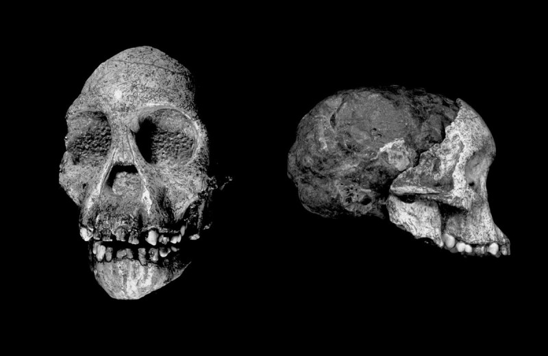 Загадка хоббита: какую историю рассказал череп жившего миллион лет назад «человека флоресского»