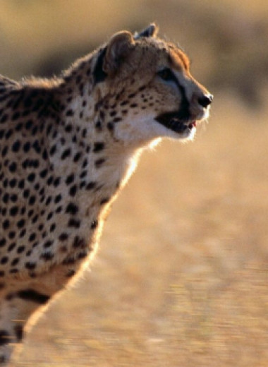 Насколько быстро бегает гепард: сможет ли гончая его обогнать?