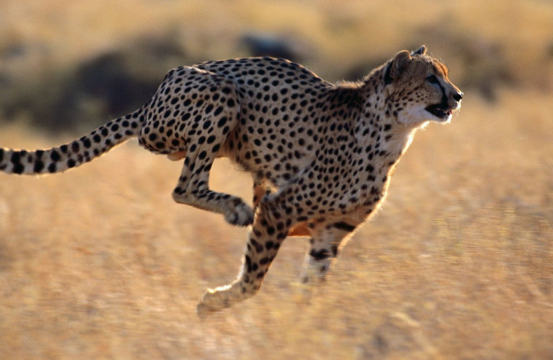Насколько быстро бегает гепард: сможет ли гончая его обогнать?