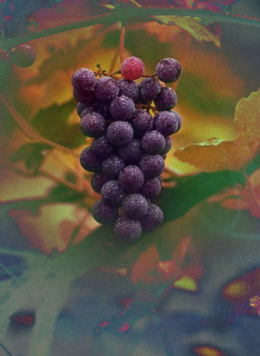 Кавказ назвали одним из двух центров доместикации винограда