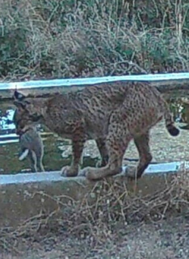 Пиренейские рыси помочили кроликов в воде