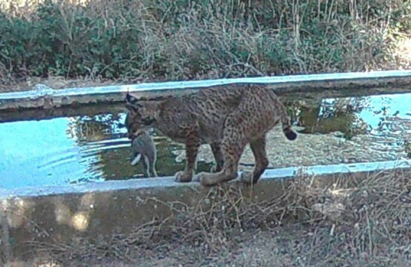 Пиренейские рыси помочили кроликов в воде
