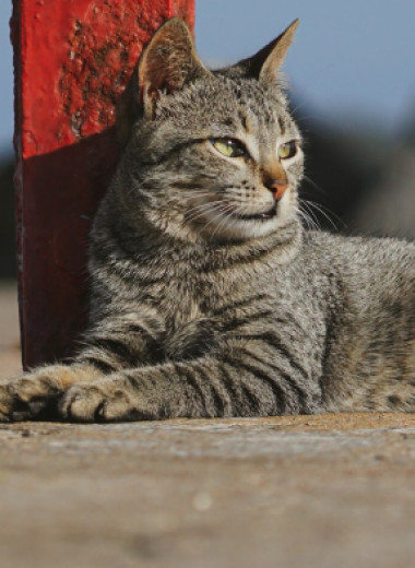Почему кошачья моча так плохо пахнет: ученые наконец-то выяснили это