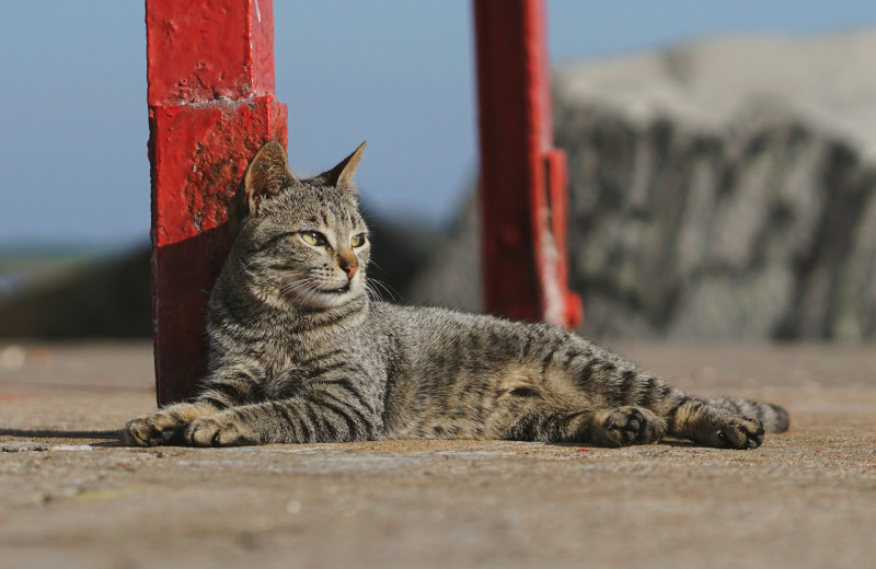 Почему кошачья моча так плохо пахнет: ученые наконец-то выяснили это