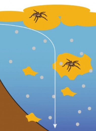 Диатомовые водоросли помогли паукам окаменеть