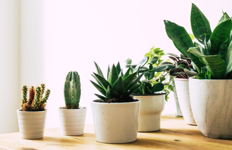 Каждый справится: 10 комнатных растений, которые практически не нуждаются в уходе