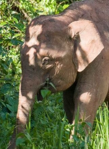 Самым маленьким в мире слонам присвоили статус вымирающих
