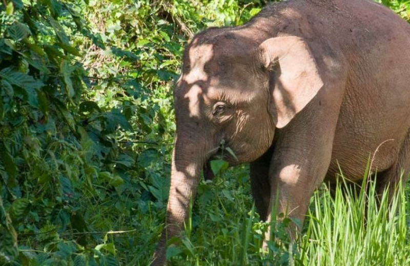 Самым маленьким в мире слонам присвоили статус вымирающих