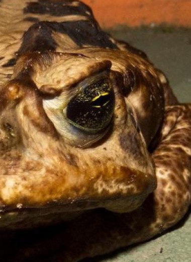 Бразильским жабам оказался не страшен яд десяти скорпионов